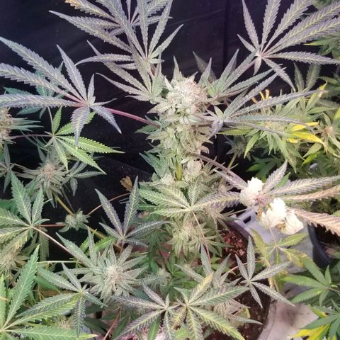 Jr Mints x MAC1 growlog photo: Jr Mint x Lemonchello 