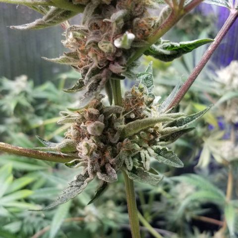 BBC x MAC1 growlog photo: Jr Mint BBC 
