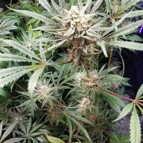 BBC x MAC1 growlog photo: Jr Mint BBC 