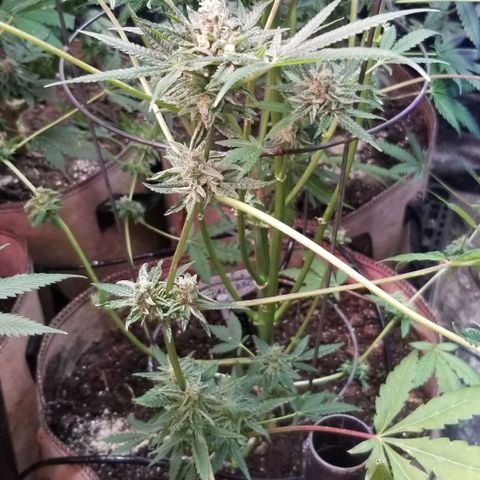BBC x MAC1 growlog timeline photo