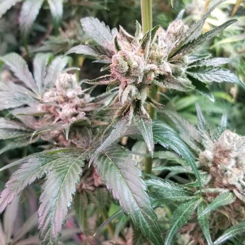 Apex growlog timeline photo