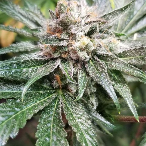 Apex growlog timeline photo