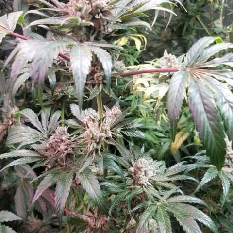 Apex growlog timeline photo