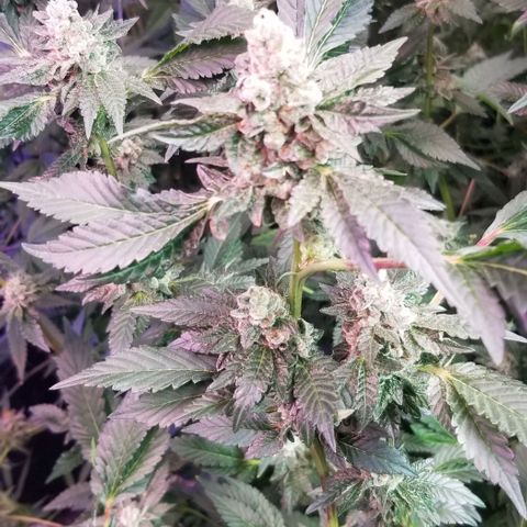 Dosidos Fortune Cookies growlog timeline photo