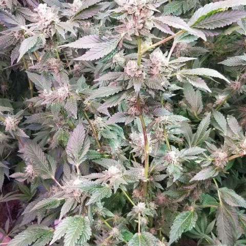 Dosidos Fortune Cookies growlog timeline photo