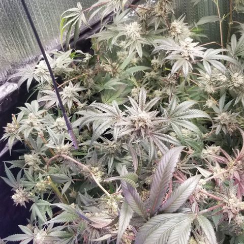 BBC x MAC1 growlog timeline photo
