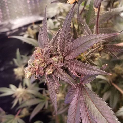 BBC x MAC1 growlog timeline photo