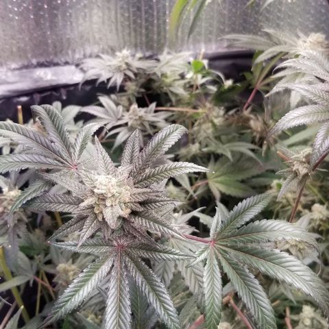 BBC x MAC1 growlog timeline photo
