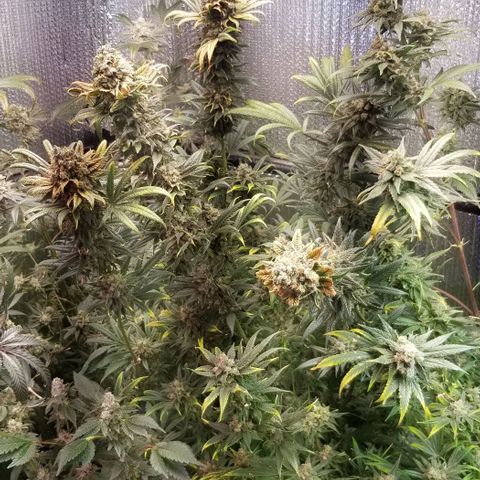 Sour Diesel growlog timeline photo