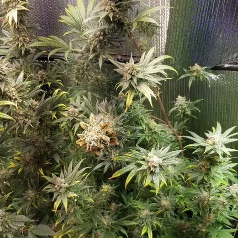 Sour Diesel growlog timeline photo