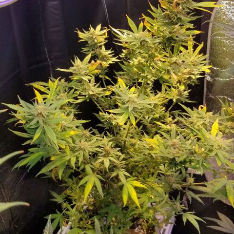 Jr Mints x MAC1 growlog timeline photo