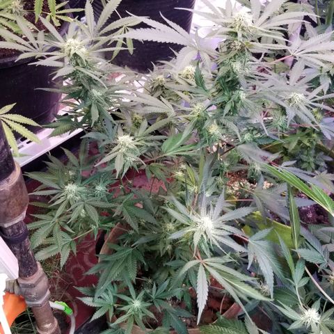 Jr Mints x MAC1 growlog timeline photo