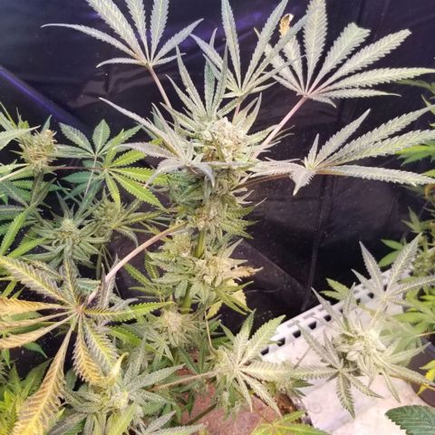 Jr Mints x MAC1 growlog photo: Lemon Cello 