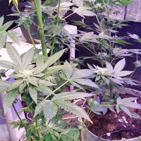 GMO x Purple Sweets growlog timeline photo