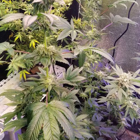 GMO x Purple Sweets growlog photo: Vanilla Frosting 