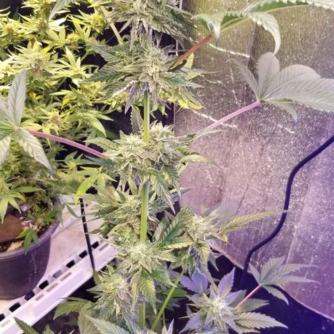 GMO x Purple Sweets growlog timeline photo