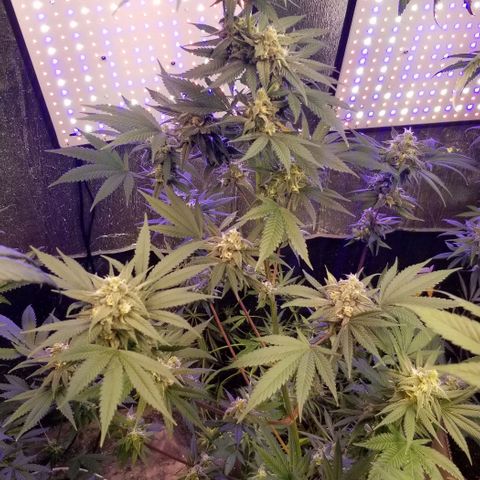 GMO x Purple Sweets growlog timeline photo