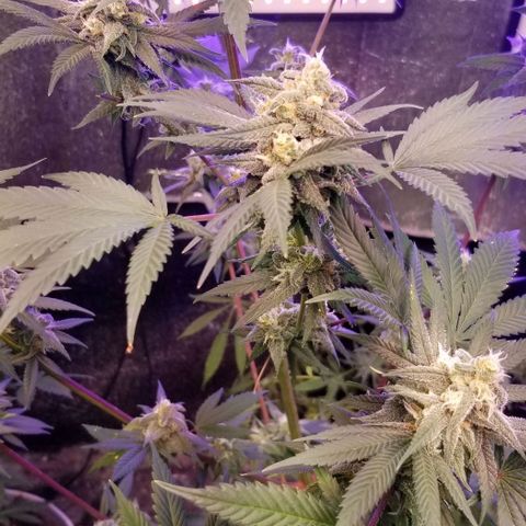 GMO x Purple Sweets growlog timeline photo