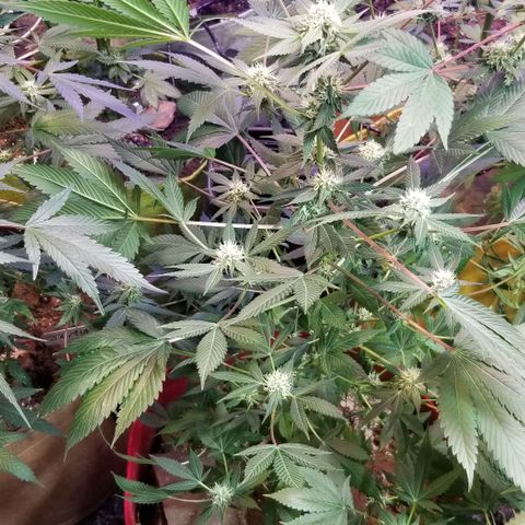 GMO x Purple Sweets growlog timeline photo