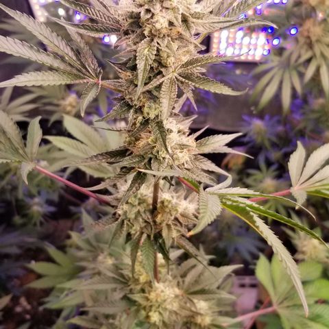 GMO x Purple Sweets growlog timeline photo