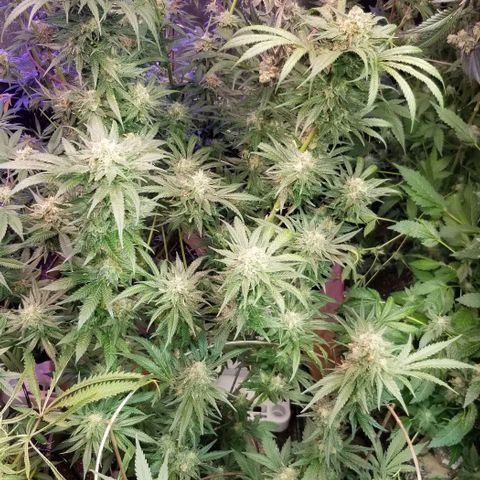 Pineapple Express  growlog timeline photo