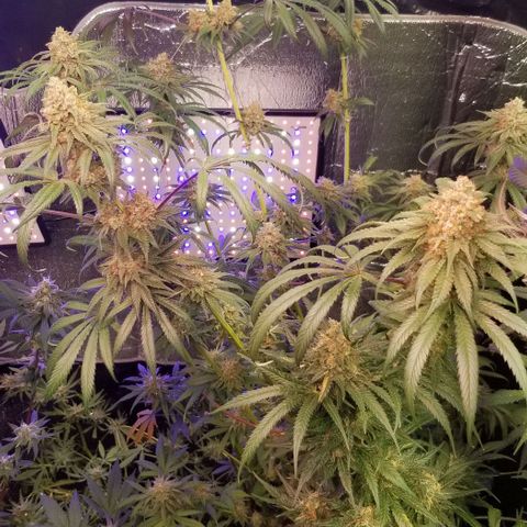 Pineapple Express  growlog timeline photo