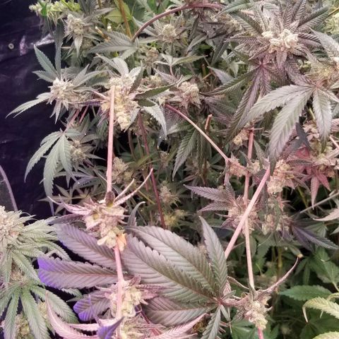 BBC x MAC1 growlog timeline photo