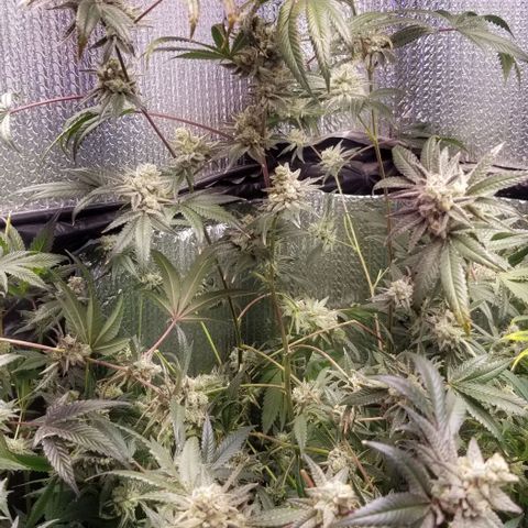 BBC x MAC1 growlog timeline photo