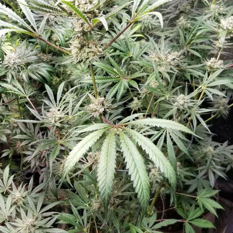 BBC x MAC1 growlog photo: Jr Mint BBC 