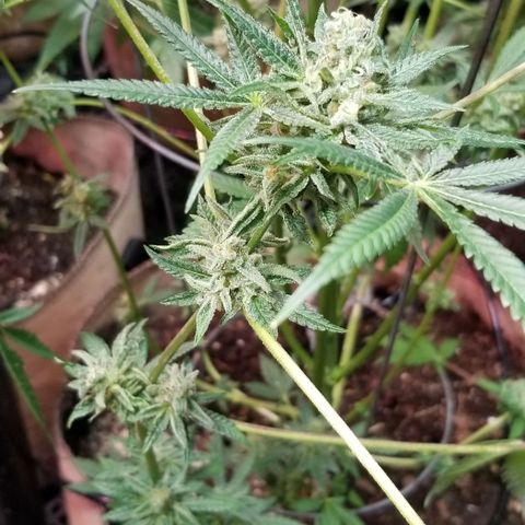 BBC x MAC1 growlog timeline photo
