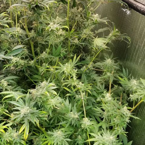 Sour Diesel growlog timeline photo