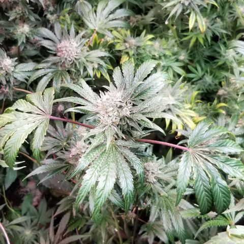 Apex growlog timeline photo