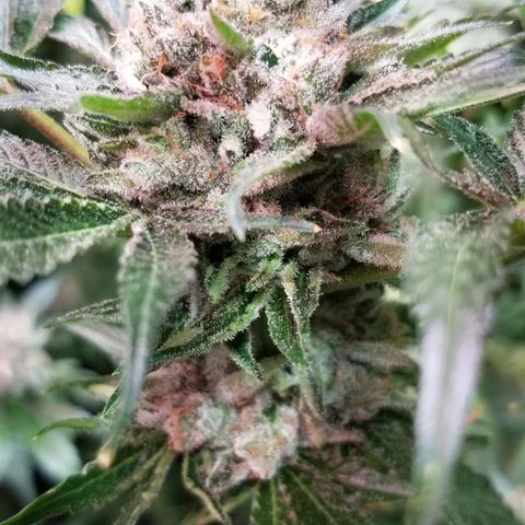 Apex growlog timeline photo