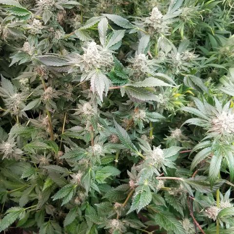Dosidos Fortune Cookies growlog timeline photo