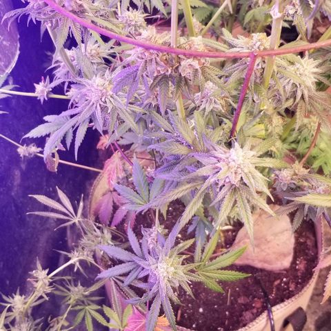 Pineapple Express  growlog timeline photo