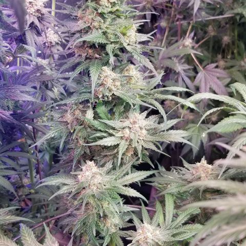 Pineapple Express  growlog timeline photo