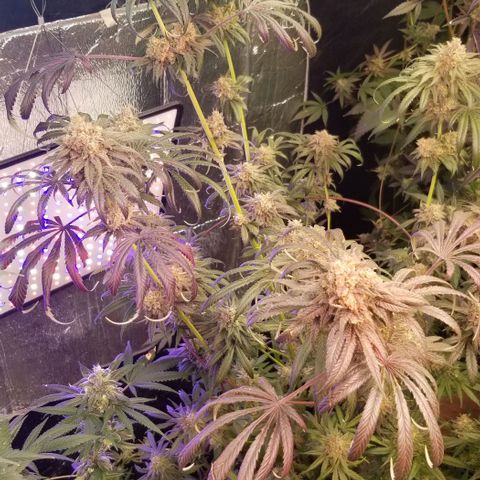 Pineapple Express  growlog timeline photo