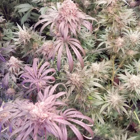 Pineapple Express  growlog timeline photo
