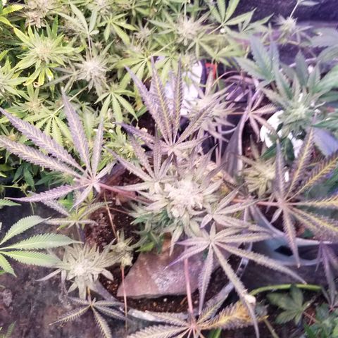 Jr Mints x MAC1 growlog photo: Lemon Cello 