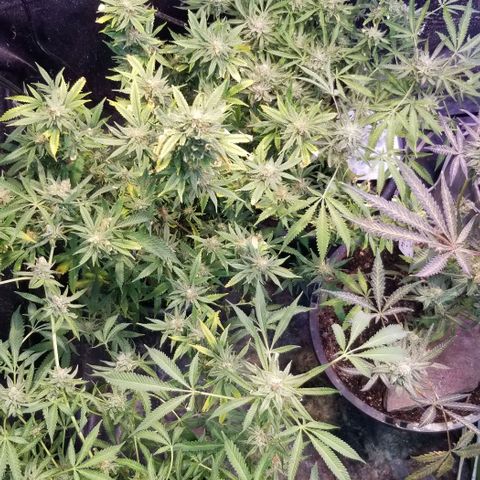 Jr Mints x MAC1 growlog timeline photo