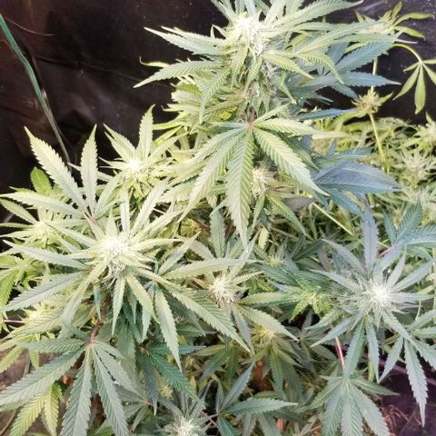 Jr Mints x MAC1 growlog timeline photo