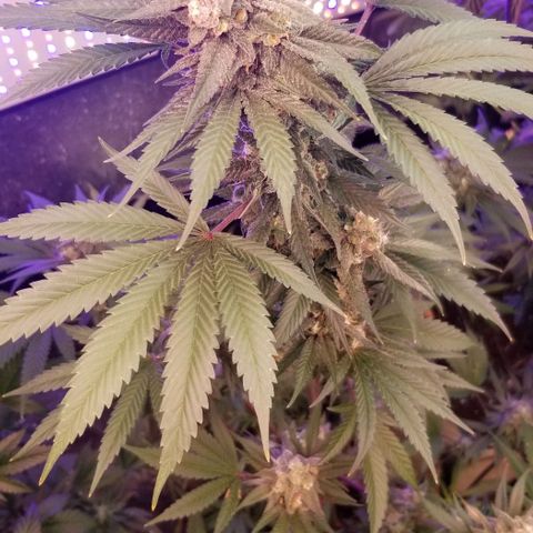 GMO x Purple Sweets growlog timeline photo