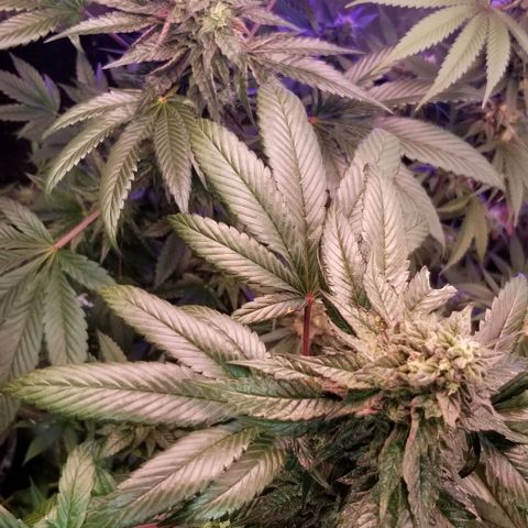 GMO x Purple Sweets growlog photo: Vf