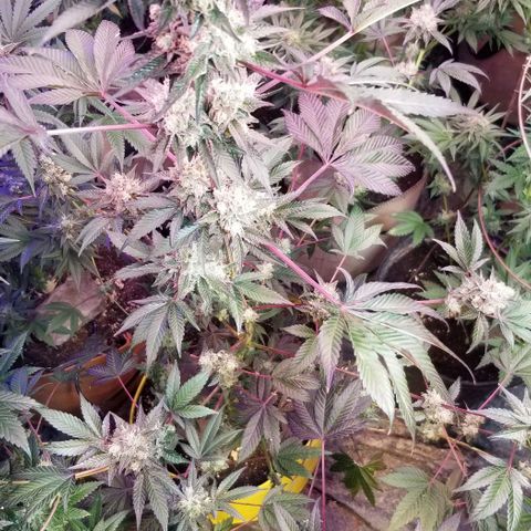GMO x Purple Sweets growlog photo: Pnb 