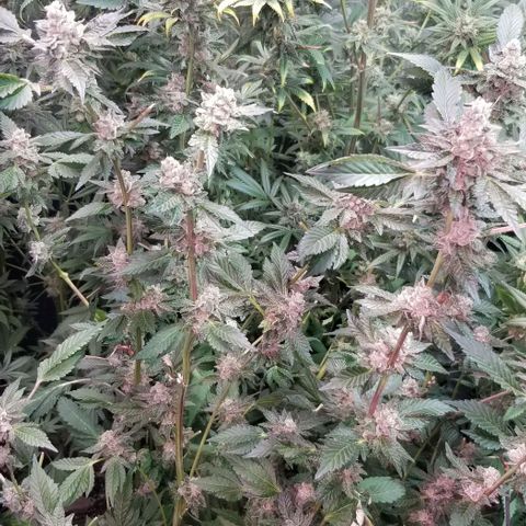 Dosidos Fortune Cookies growlog timeline photo
