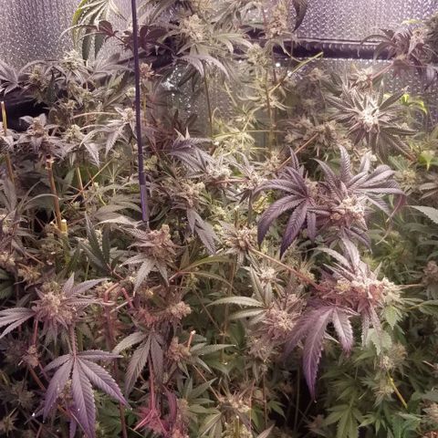BBC x MAC1 growlog timeline photo