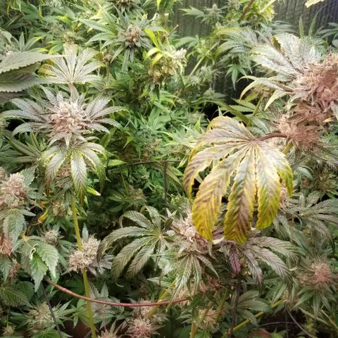 Apex growlog timeline photo