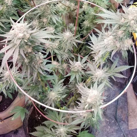 Pineapple Express  growlog photo: Chunk