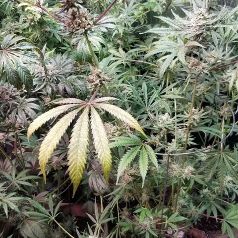 BBC x MAC1 growlog photo: Jr Mint BBC MAC1 