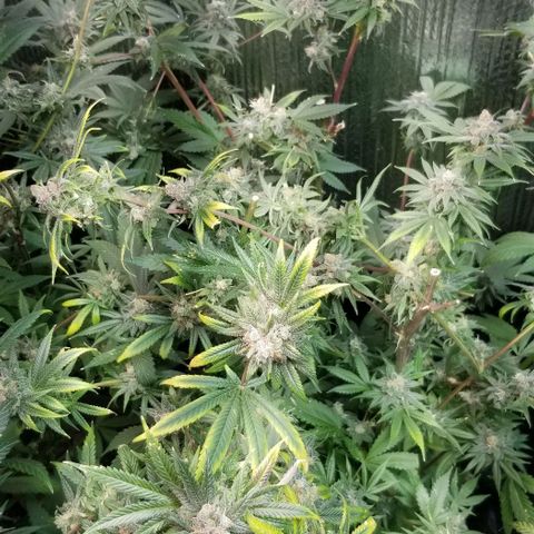 Sour Diesel growlog timeline photo